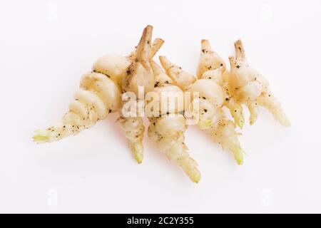 Japanische crosne Stachys affinis Knollen Rhizom Wurzelgemüse closeup Stockfoto