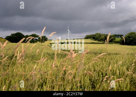 Windturbine, Devon, Großbritannien. Feldfrüchte, die auf einem Bauernfeld vor einer Windkraftanlage wachsen. Stockfoto