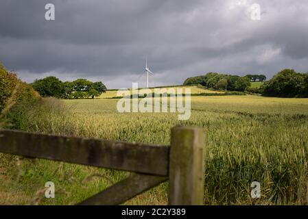 Windturbine, Devon, Großbritannien. Feldfrüchte, die auf einem Bauernfeld vor einer Windkraftanlage wachsen. Stockfoto