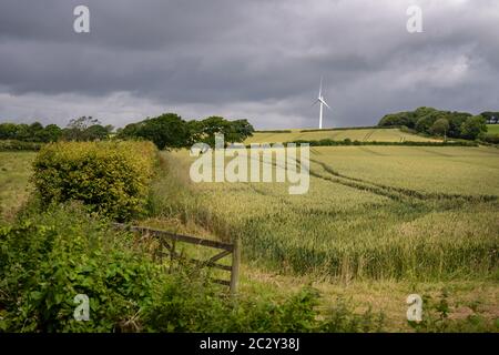 Windturbine, Devon, Großbritannien. Feldfrüchte, die auf einem Bauernfeld vor einer Windkraftanlage wachsen. Stockfoto