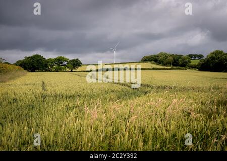 Windturbine, Devon, Großbritannien. Feldfrüchte, die auf einem Bauernfeld vor einer Windkraftanlage wachsen. Stockfoto