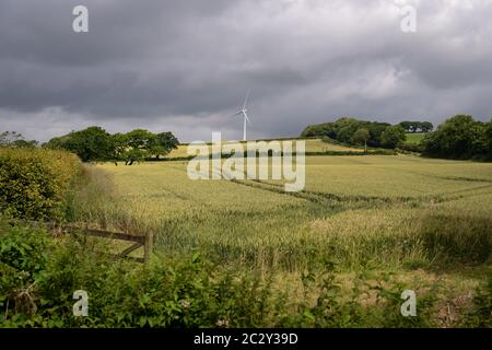 Windturbine, Devon, Großbritannien. Feldfrüchte, die auf einem Bauernfeld vor einer Windkraftanlage wachsen. Stockfoto