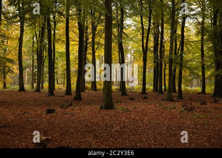 Hohe Herbstbäume, mit Herbstblättern in Oxfordshire, Großbritannien Stockfoto