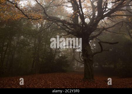 Herbstliche verdrehte Buche im Nebel auf Hampstead Heath, London Stockfoto