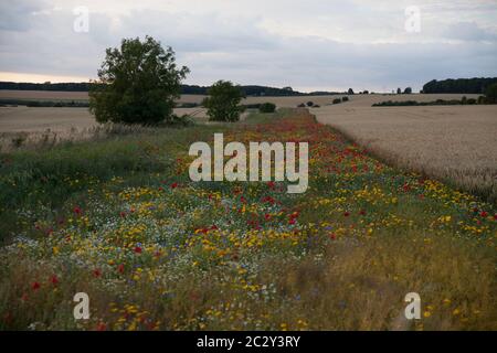 Feld von Wildblumen und Getreide in Gloucestershire Land Stockfoto