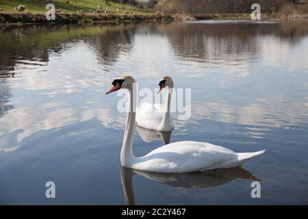 Zwei Erwachsene Schwäne anmutig in einem See in der reflektiert cotswolds Stockfoto