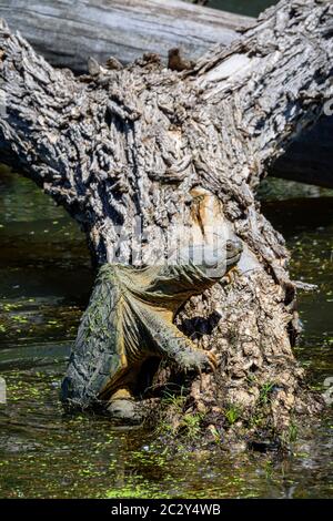 Gewöhnliche Schnappschildkröte (Chelydra serpentina), die sich langsam wieder ins Wasser vom Sonnen in der Morgensonne, Castle Rock Colorado USA, lockert. Stockfoto