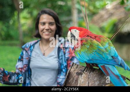 Detail eines roten, grünen und blauen Aras, gefunden auf einem Baumstamm und Obser Stockfoto