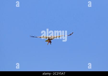 Westliche Sumpfweihe / Eurasische Sumpfweihe (Circus aeruginosus) Männchen mit Kaninchen / Hase Beute in seinen Krallen fliegen gegen blauen Himmel Stockfoto