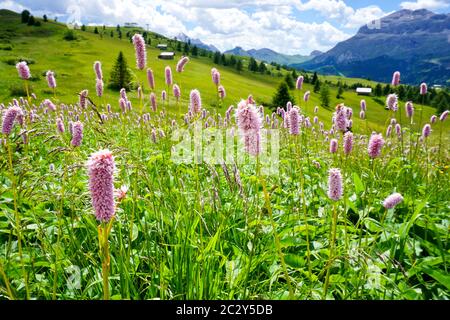 Alpenblumen blühen in der starken Sommersonne auf den Hügeln um Livigno, Italien Stockfoto
