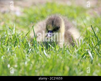 Junge GÃ¶ssel der Kurzschnabelgans Anser brachyrhynchus Stockfoto