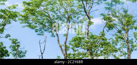 Die Spitzen der Bäume im Wald vor blauem Himmel mit Wolken Hintergrund Stockfoto
