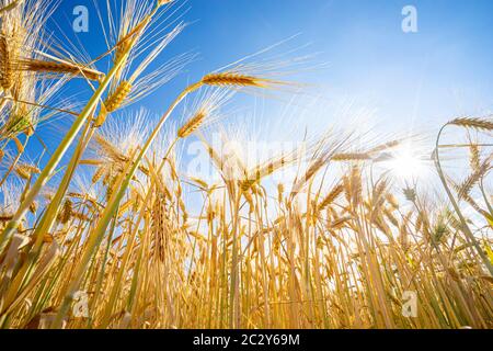 Gerstenfeld, Getreidefeld in der Sonne Stockfoto