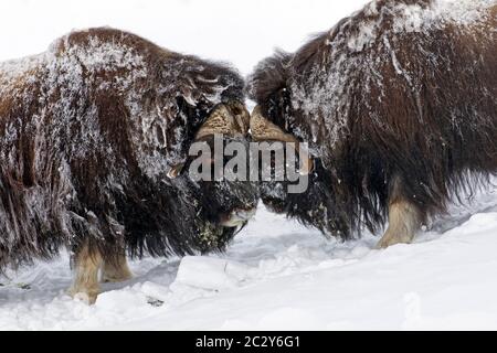 Muskox-Bullen (Ovibos moschatus) zwei Männchen kämpfen im Winter mit Kopfbutt auf schneebedeckter Tundra, Dovrefjell-Sunndalsfjella Nationalpark, Norwegen Stockfoto