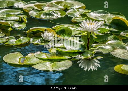 Eine Gruppe von weißen blühenden Seerosen mit Knospen und Seerosen rund um die geöffneten Blumen auf einem Teich im Sommer an einem hellen sonnigen Tag Stockfoto