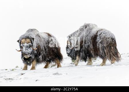 Muskox-Bullen (Ovibos moschatus) zwei Männchen kämpfen im Winter mit Kopfbutt auf schneebedeckter Tundra, Dovrefjell-Sunndalsfjella Nationalpark, Norwegen Stockfoto