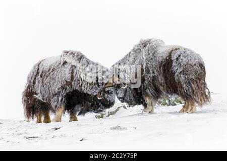 Muskox-Bullen (Ovibos moschatus) zwei Männchen kämpfen im Winter mit Kopfbutt auf schneebedeckter Tundra, Dovrefjell-Sunndalsfjella Nationalpark, Norwegen Stockfoto