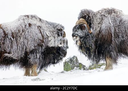 Muskox-Bullen (Ovibos moschatus) zwei Männchen kämpfen im Winter mit Kopfbutt auf schneebedeckter Tundra, Dovrefjell-Sunndalsfjella Nationalpark, Norwegen Stockfoto