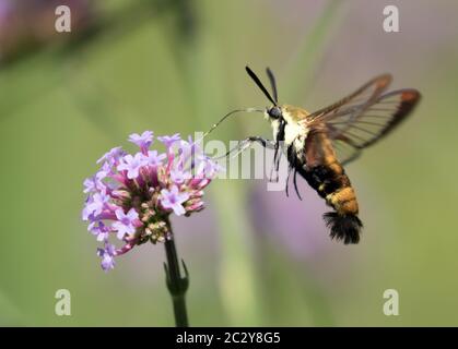 Nahaufnahme der Kolibri Clearwing Moth (Hemaris thysbe), die im Sommer im kanadischen Garten mit violetten Verbena-Blüten füttert Stockfoto