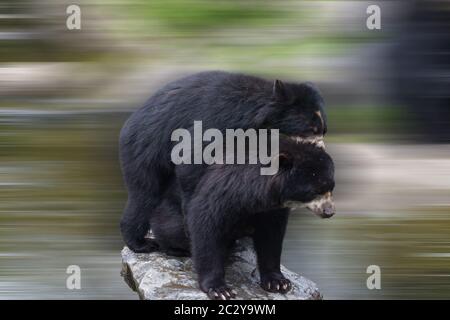 Zwei schöne Bären umarmen sich und spielen zusammen Stockfoto
