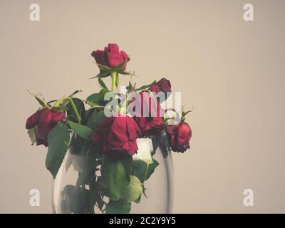 Verwelkter Blumenstrauß aus roten Rosen in einer Glasvase mit Platz für Text Stockfoto