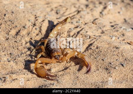 Skorpionen, die im Sand des Chobe Nationalparks laufen, Raubtiere der Ordnung Skorpiones, Botswana, Afrika Wildnis und Wildnis Stockfoto