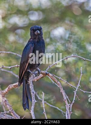 Gabelschwanz-Drongo Dicurus adsimilis 9873 Stockfoto