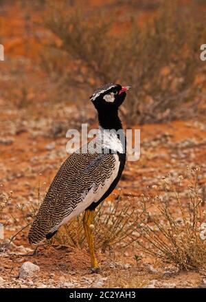 Nördlicher schwarzer Korhaan Eupodotis afraoides 4546 Stockfoto