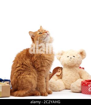 Lustige Erwachsene Ingwerkatze, die inmitten von Kisten sitzt, die in braunem Papier gewickelt und mit Seidenband, Geschenken und einem Tier auf weißem Hintergrund, Bir, gefesselt sind Stockfoto
