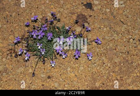 Teide Violet, (Viola cheiranthifolia), blühend auf trockener steiniger Oberfläche Stockfoto