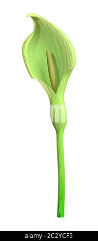 3D-Rendering eines Italienischen arum Blumen auf weißem Hintergrund Stockfoto