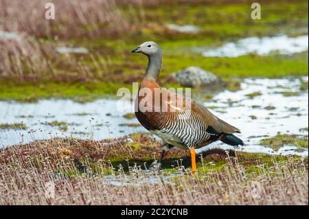 Porträt einer im Freien stehenden Aschkopfgans (Chloephaga poliocephala), Patagonien, Chile, Südamerika Stockfoto