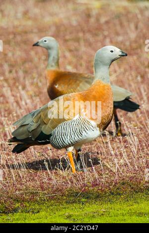 Porträt zweier Aschkopfgänse (Chloephaga poliocephala), die auf Gras stehen, Patagonien, Chile, Südamerika Stockfoto