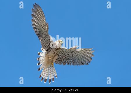 Kestrel Weibchen im Flug mit Heuschrecke (Falco tinnunculus) Stockfoto