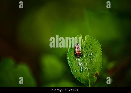 Makroaufnahme der Larve von einem Marienkäfer (Coccinellidae) auf einem Blatt mit Regentropfen. Stockfoto