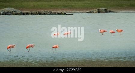 Chilenische Flamingos (Phoenicopterus chilensis) waten in Fluss, Patagonien, Chile, Südamerika Stockfoto