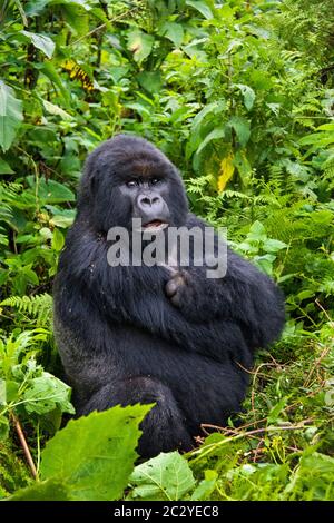 Berggorilla (Gorilla beringei beringei) im Regenwald, Ruanda, Afrika Stockfoto