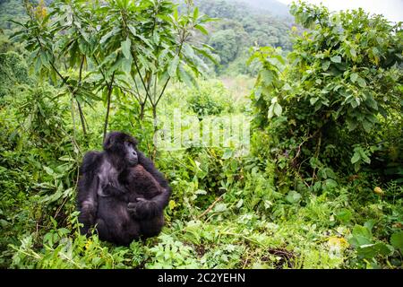 Berggorilla (Gorilla beringei beringei) gegen Grün, Ruanda, Afrika Stockfoto