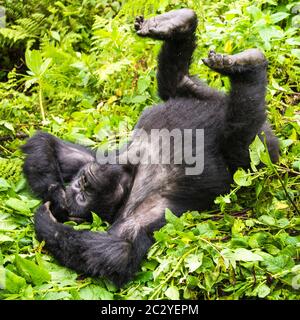 Berggorilla (Gorilla beringei beringei) Tagträumen, Ruanda, Afrika Stockfoto