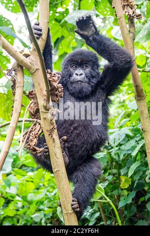 Berggorilla (Gorilla beringei beringei) Klettern im Regenwald, Ruanda, Afrika Stockfoto