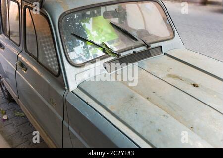 Schmutzige verlassene alte Renault-4 PKW mit Moos in einer Straße in Marrakesch, Marokko überwuchert Stockfoto