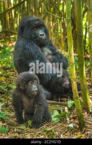 Berggorilla mit Nachkommen (Gorilla beringei beringei), Ruanda, Afrika Stockfoto