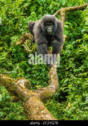 Berggorilla (Gorilla beringei beringei) an Zweigstelle, Ruanda, Afrika Stockfoto