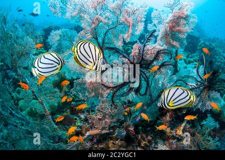 Meyers Butterflyfish [Chaetodon myeri] auf Korallenriff mit Gorgonien, Federsternen und Goldies. Raja Ampat, West Papua, Indonesien. Stockfoto