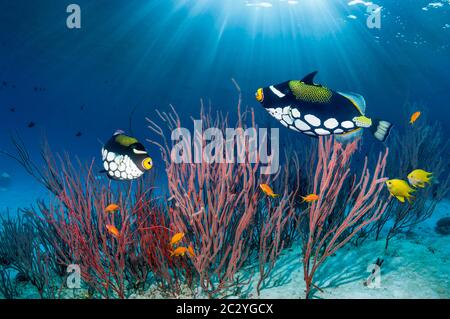 Clown-Drückerfische [Balistoides concisillum] schwimmen über Korallenriff mit Gorgonien-Korallen. Andamanensee, Thailand. Stockfoto