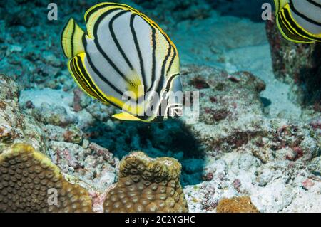 Myer es Butterflyfish [Chaetodontidae Myeri].  Andamanensee, Thailand. Stockfoto