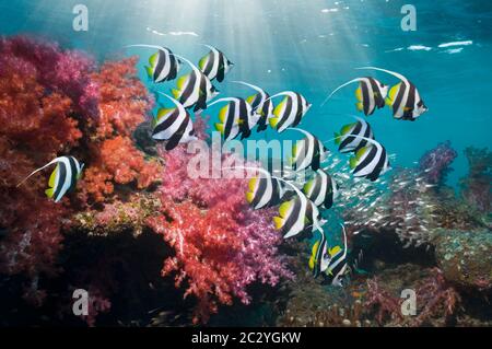 Schwärme-Bannerfische [Heniochus diphrutes] schwimmen über Weichkorallen. Indonesien. Stockfoto