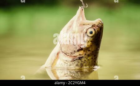 Fisch in der Falle hautnah. Angelausrüstung. Köder Löffel Angeln Zubehör. Opfer der Wilderei. Speichern der Natur. Am Haken. Stille Konzept. Fisch Forelle im Süßwasser gefangen. Fisch offenen Mund hängen an Haken. Stockfoto