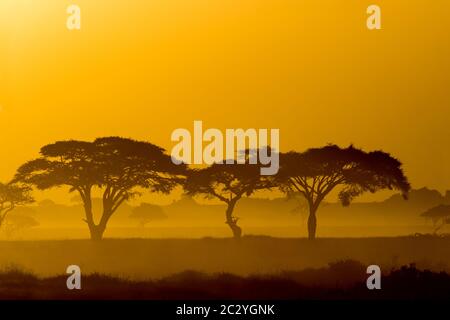 Regenschirmdorn (Acacia tortilis Unterart heteracantha) bei Sonnenaufgang, Tarangire Nationalpark, Tansania, Afrika Stockfoto