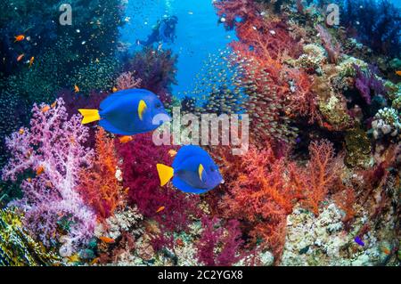 gelbschwanztang oder Surgeonfish (Zebrasoma xanthurum) schwimmen über Korallenriff mit Weichkorallen und einem Taucher im Hintergrund. Ägypten, Rotes Meer. Stockfoto